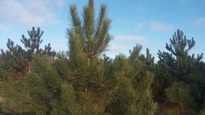 Попит є. Лісівники Кіровоградщини заготовили ялини та сосни для продажу