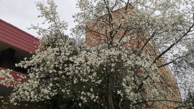 Через холодну погоду найстаріша магнолія у Полтаві зацвіла із запізненням Через холодну погоду найстаріша магнолія у Полтаві зацвіла із запізненням