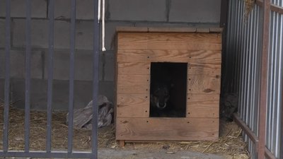 У Житомирі облаштували п'ять нових вольєрів для собак, яких забрали з вулиці У Житомирі облаштували п'ять нових вольєрів для собак, яких забрали з вулиці