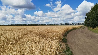 Поле пшениці на Полтавщині