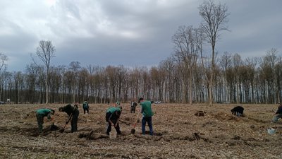 На Тернопільщині нові ліси засаджують дубами На Тернопільщині нові ліси засаджують дубами