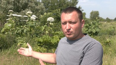 Борщівник Рівне Борщівник Рівне