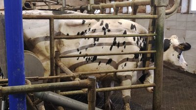 400 корів з Бахмута евакуювали та перевезли на підприємство на Дніпровщині 400 корів з Бахмута евакуювали та перевезли на підприємство на Дніпровщині