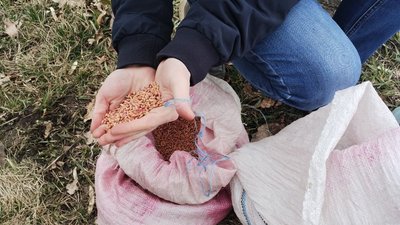 В Кіровоградській області збільшують посіви соняшника В Кіровоградській області збільшують посіви соняшника