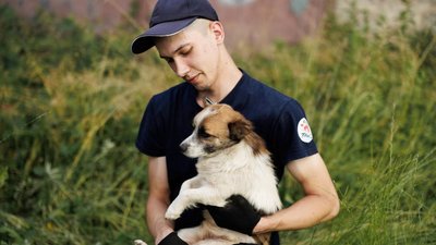 У місті на Буковині безкоштовно стерилізуватимуть собак і котів: як записатися