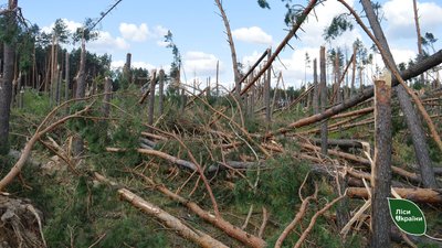 На Чернігівщині внаслідок буревію пошкодило 100 гектарів лісу