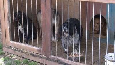 Перед Пасхою з луцької "Ласки" забрали сім тварин. Як живеться одній із них у новій селі Перед Пасхою з луцької "Ласки" забрали сім тварин. Як живеться одній із них у новій селі