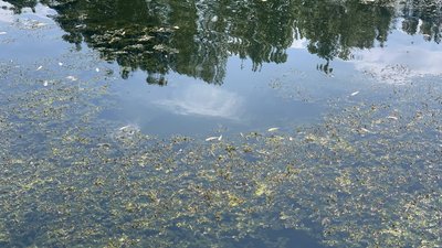 В Тернополі у водоймі загинула риба: що відомо В Тернополі у водоймі загинула риба: що відомо