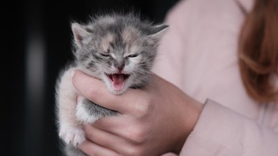 кошеня