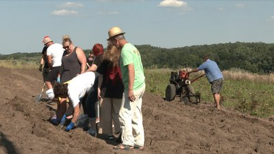 півонії
