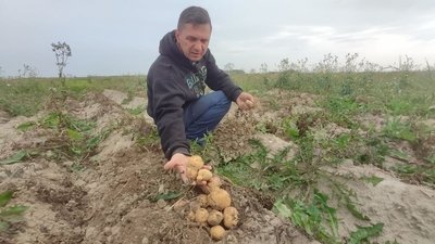 На Волині – сезон збору овочів: як вродили та скільки коштують На Волині – сезон збору овочів: як вродили та скільки коштують