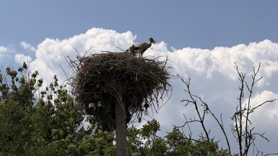 Щоденники забутих сіл: хутір Богданівський Щоденники забутих сіл: хутір Богданівський