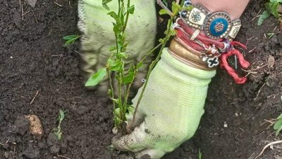 Персики в подарунок: на Тернопільщині вчителька відправила харків'янам дворічні саджанці Персики в подарунок: на Тернопільщині вчителька відправила харків'янам дворічні саджанці
