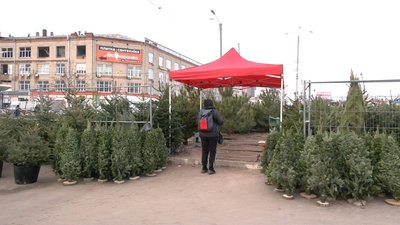 29 ялинкових базарів запрацювали у Харкові: це удвічі менше, ніж торік 29 ялинкових базарів запрацювали у Харкові: це удвічі менше, ніж торік