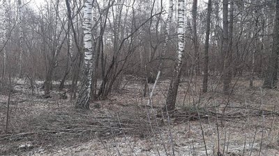В лісі на Лебединщині знайшли частину боєприпасу від "Граду" В лісі на Лебединщині знайшли частину боєприпасу від "Граду"