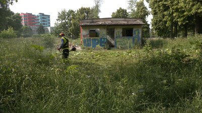 Борщівник Рівне Борщівник Рівне