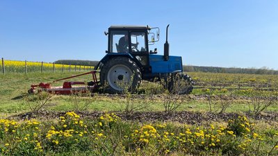 У Малій Кам’янці на Франківщині вирощують лохину У Малій Кам’янці на Франківщині вирощують лохину