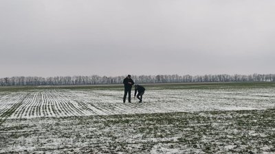 Грибкове захворювання та гризуни: стан озимини на Полтавщині Грибкове захворювання та гризуни: стан озимини на Полтавщині