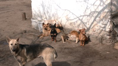 Родина Котів з Рівненщини прихистила у себе півсотні собак Родина Котів з Рівненщини прихистила у себе півсотні собак