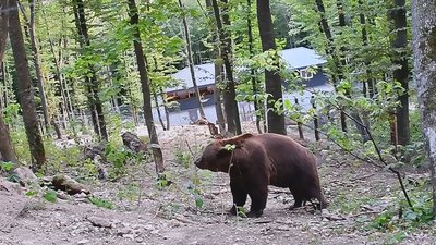 З клітки на волю. Як прикарпатський ведмідь живе на Хмельниччині З клітки на волю. Як прикарпатський ведмідь живе на Хмельниччині