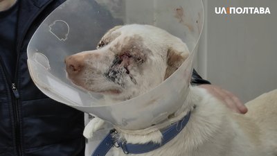 Собака Блонда після операції Собака Блонда після операції