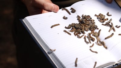 500 гектарів лісу у Трушівцях обробили від шкідників 500 гектарів лісу у Трушівцях обробили від шкідників