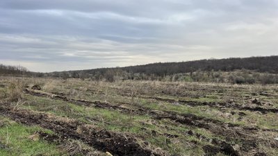 На Миколаївщині планують заліснити понад 3 300 гектарів