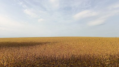 Поле, всіяне соєю в одному з населених пунктів Хмельниччини