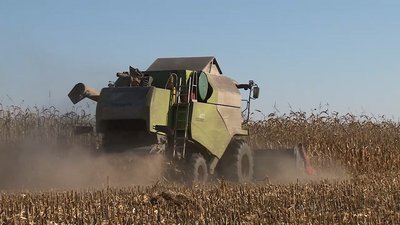 На Черкащині вдвічі зросла врожайність кукурудзи На Черкащині вдвічі зросла врожайність кукурудзи