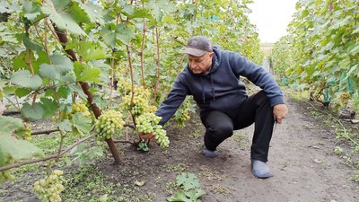 "Виноградарство–справа життя".Подружжя з Кіровоградщини вирущує 200 сортів винограду "Виноградарство–справа життя".Подружжя з Кіровоградщини вирущує 200 сортів винограду