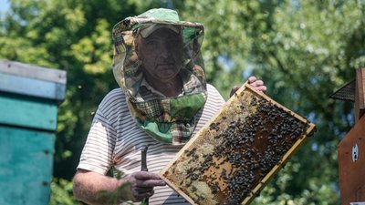 Як розвивається бджільництво на Сумщині в умовах війни