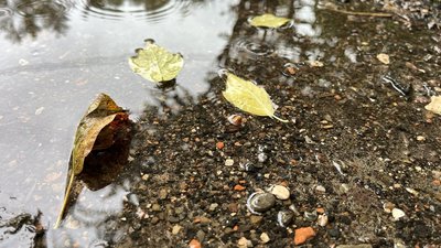 Погода на Рівненщині