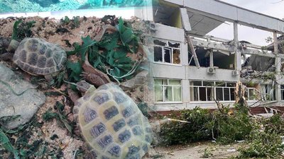 Харків'янин прихистив черепах з кабінету біології школи, яку РФ зруйнувала ракетою