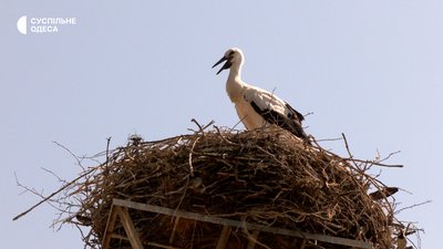 Аби відстежувати у різних куточках світу: на Одещині кільцювали білих лелек Аби відстежувати у різних куточках світу: на Одещині кільцювали білих лелек