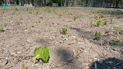 У Рівному біля школи зрізали десятки дерев. Директор пояснив, навіщо