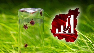 Хвороба Лайма на Чернігівщині: у 2024 році в п'ять разів зріс показник за останні 4 роки