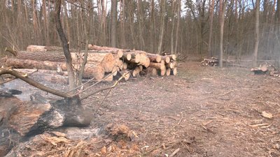 сморід з лісу сморід з лісу
