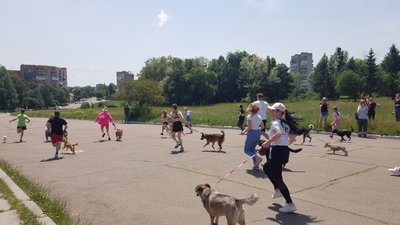 Благодійний забіг із собаками в Рівному. Як це проходить