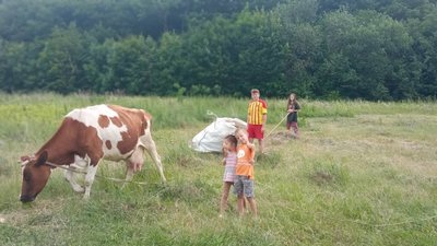 Корова, курчата, гусенята і коти: сім’я переселенців облаштувала господарство на Тернопільщині Корова, курчата, гусенята і коти: сім’я переселенців облаштувала господарство на Тернопільщині