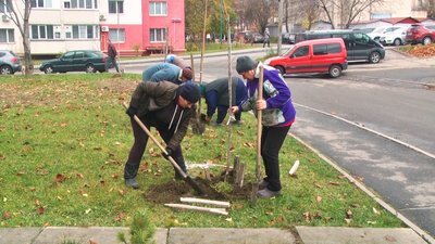 Клени, липи, ясени, платани, горобини та робінії: у Вінниці почали осіннє озеленення міста