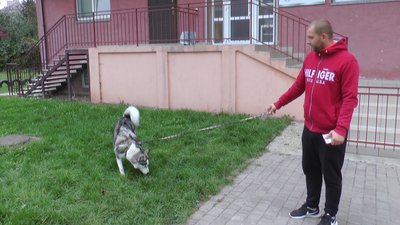 Знайшли ще одного. У Франківську продовжують отруюватися собаки