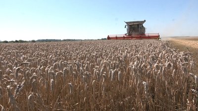 За прогнозами, аграрії області зберуть близько півмільйона тонн озимої пшениці За прогнозами, аграрії області зберуть близько півмільйона тонн озимої пшениці