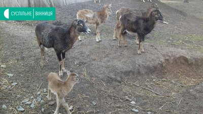11 тварин народилося у вінницькому зоопарку з початку року