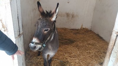 На Миколаївщині волонтери рятують життя коням