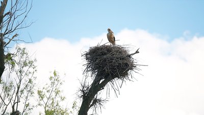 "Лелечий край" на Вінниччині: у селі Слобідка майже пів сотні гнізд "Лелечий край" на Вінниччині: у селі Слобідка майже пів сотні гнізд