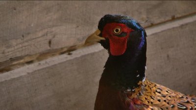 На Вінниччині в дику природу випустили кілька сотень фазанів та близько десятка ланей На Вінниччині в дику природу випустили кілька сотень фазанів та близько десятка ланей