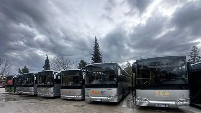 Вісім автобусів з логотипом італійської компанії TUA