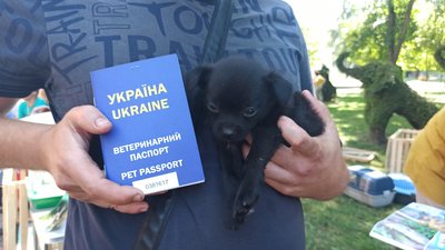 У Вінниці вдевʼяте організували "ХвістФест" У Вінниці вдевʼяте організували "ХвістФест"