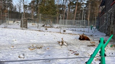 "Ведмеді пішли на зимовий сон": ведмежий притулок на Львівщині закрили для відвідувачів "Ведмеді пішли на зимовий сон": ведмежий притулок на Львівщині закрили для відвідувачів
