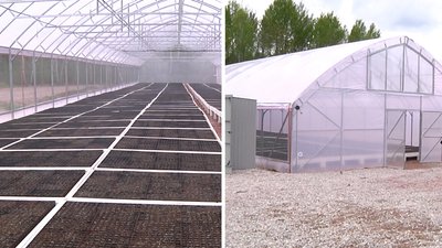 На півночі Житомирщини в теплицях вирощують 400 тисяч сіянців сосни